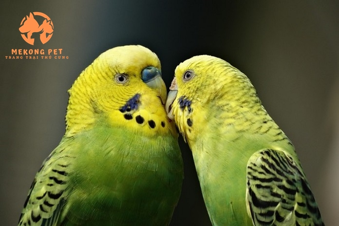 Mua Bán Vẹt Lovebird: Hướng Dẫn Chọn Lựa Và Chăm Sóc